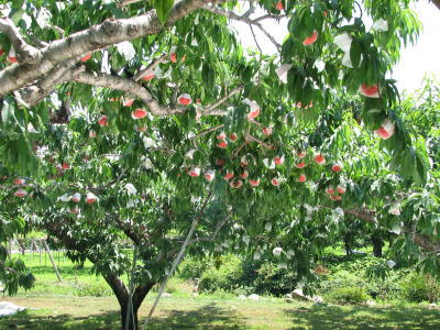 20080719.jpg