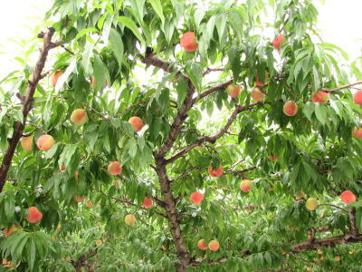 20090708-2.jpg