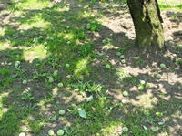 20100624-2.jpg