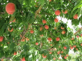2011-07-13.jpg